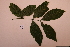  ( - RDS110)  @11 [ ] Attribution Non-Commercial Share-Alike (2025) Jacqueline Kumadoh A Rocha Ghana