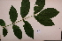  ( - RDS151)  @11 [ ] Attribution Non-Commercial Share-Alike (2025) Jacqueline Kumadoh A Rocha Ghana