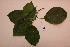 ( - RDS154)  @11 [ ] Attribution Non-Commercial Share-Alike (2025) Jacqueline Kumadoh A Rocha Ghana