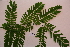  ( - RDS169)  @11 [ ] Attribution Non-Commercial Share-Alike (2025) Jacqueline Kumadoh A Rocha Ghana