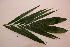  ( - RDS172)  @11 [ ] Attribution Non-Commercial Share-Alike (2025) Jacqueline Kumadoh A Rocha Ghana