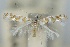  (Cupedia - CLV5849)  @14 [ ] Copyright (2013) Stanislav Gomboc Unspecified