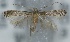  (Bucculatrix galinsogae - CLV5862)  @13 [ ] Copyright (2013) Stanislav Gomboc Unspecified