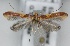 (Caloptilia AlnusorientalisCyprus - CLV5912)  @13 [ ] Copyright (2013) Stanislav Gomboc Unspecified