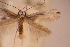  (Parornix leucostola - CLV5987)  @11 [ ] Copyright (2013) Paolo Triberti Unspecified