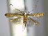  (Dextellia - CLV6248)  @14 [ ] CreativeCommons  Attribution Non-Commercial Share-Alike (2016) Carlos Lopez Vaamonde Institut National de la Recherche Agronomique, Zoologie Forestiere