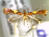  (Caloptilia hauderi - CLV6275)  @13 [ ] CreativeCommons  Attribution Non-Commercial Share-Alike (2016) Carlos Lopez Vaamonde Institut National de la Recherche Agronomique, Zoologie Forestiere