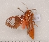  ( - CLV7010)  @13 [ ] Copyright (2010) Unspecified Institut National de la Recherche Agronomique, Orleans, Forestry Zoology