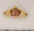  ( - CLV8710)  @12 [ ] Copyright (2010) Unspecified Institut National de la Recherche Agronomique, Orleans, Forestry Zoology