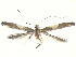  (Caloptilia sp. n - CLV12307)  @12 [ ] Unspecified (default): All Rights Reserved  Unspecified Unspecified