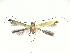  (Caloptilia mwamba - CLV12407)  @12 [ ] Unspecified (default): All Rights Reserved  Unspecified Unspecified