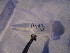  ( - GRADIA013)  @12 [ ] CreativeCommons  Attribution Non-Commercial Share-Alike (2016) BIGOT Diane Institut de Recherche sur la Biologie de l'Insecte