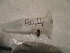  ( - GRADIA024)  @12 [ ] CreativeCommons  Attribution Non-Commercial Share-Alike (2016) BIGOT Diane Institut de Recherche sur la Biologie de l'Insecte