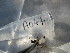  ( - GRADIA047)  @12 [ ] CreativeCommons  Attribution Non-Commercial Share-Alike (2016) BIGOT Diane Institut de Recherche sur la Biologie de l'Insecte