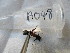  ( - GRADIA048)  @12 [ ] CreativeCommons  Attribution Non-Commercial Share-Alike (2016) BIGOT Diane Institut de Recherche sur la Biologie de l'Insecte