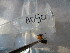  ( - GRADIA050)  @12 [ ] CreativeCommons  Attribution Non-Commercial Share-Alike (2016) BIGOT Diane Institut de Recherche sur la Biologie de l'Insecte