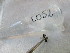  (Thecophora sp - GRADIC052)  @11 [ ] CreativeCommons  Attribution Non-Commercial Share-Alike (2016) BIGOT Diane Institut de Recherche sur la Biologie de l'Insecte