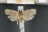  (Anadasmus catapsecta - SD034)  @11 [ ] CreativeCommons - Attribution Share-Alike (2023) Unspecified Museum National d'Histoire Naturelle, Paris