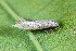  ( - CLV42675)  @11 [ ] CreativeCommons  Attribution Non-Commercial Share-Alike (2022) Carlos Lopez Vaamonde Institut National de la Recherche Agronomique, Zoologie Forestiere