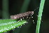  ( - CLV44557)  @11 [ ] CreativeCommons  Attribution Non-Commercial Share-Alike (2023) Carlos Lopez Vaamonde Institut National de la Recherche Agronomique, Zoologie Forestiere