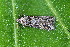  ( - CLV44629)  @11 [ ] CreativeCommons  Attribution Non-Commercial Share-Alike (2023) Carlos Lopez Vaamonde Institut National de la Recherche Agronomique, Zoologie Forestiere