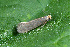  ( - CLV42537)  @11 [ ] CreativeCommons  Attribution Non-Commercial Share-Alike (2022) Carlos Lopez Vaamonde Institut National de la Recherche Agronomique, Zoologie Forestiere