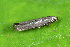  ( - CLV44563)  @11 [ ] CreativeCommons  Attribution Non-Commercial Share-Alike (2023) Carlos Lopez Vaamonde Institut National de la Recherche Agronomique, Zoologie Forestiere