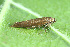  ( - CLV44550)  @11 [ ] CreativeCommons  Attribution Non-Commercial Share-Alike (2023) Carlos Lopez Vaamonde Institut National de la Recherche Agronomique, Zoologie Forestiere