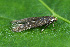  ( - CLV44607)  @11 [ ] CreativeCommons  Attribution Non-Commercial Share-Alike (2023) Carlos Lopez Vaamonde Institut National de la Recherche Agronomique, Zoologie Forestiere