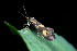  ( - CLV42581)  @11 [ ] CreativeCommons  Attribution Non-Commercial Share-Alike (2022) Carlos Lopez Vaamonde Institut National de la Recherche Agronomique, Zoologie Forestiere