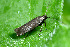  ( - CLV44554)  @11 [ ] CreativeCommons  Attribution Non-Commercial Share-Alike (2023) Carlos Lopez Vaamonde Institut National de la Recherche Agronomique, Zoologie Forestiere