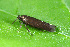  ( - CLV44552)  @11 [ ] CreativeCommons  Attribution Non-Commercial Share-Alike (2023) Carlos Lopez Vaamonde Institut National de la Recherche Agronomique, Zoologie Forestiere