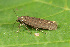  ( - CLV44551)  @11 [ ] CreativeCommons  Attribution Non-Commercial Share-Alike (2023) Carlos Lopez Vaamonde Institut National de la Recherche Agronomique, Zoologie Forestiere