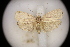  (Anadasmus ventilatrix - SD040)  @11 [ ] CreativeCommons - Attribution Share-Alike (2023) Unspecified Museum National d'Histoire Naturelle, Paris