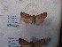  ( - BC-HAXNoctu0665)  @12 [ ] CreativeCommons  Attribution Non-Commercial Share-Alike (2019) Carlos Lopez Vaamonde Institut National de la Recherche Agronomique, Zoologie Forestiere