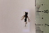  ( - CLV41674)  @11 [ ] CreativeCommons  Attribution Non-Commercial Share-Alike (2021) Carlos Lopez Vaamonde Institut National de la Recherche Agronomique, Zoologie Forestiere