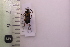  ( - CLV41713)  @11 [ ] CreativeCommons  Attribution Non-Commercial Share-Alike (2021) Carlos Lopez Vaamonde Institut National de la Recherche Agronomique, Zoologie Forestiere