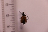  (Stictoleptura pallens - CLV41726)  @11 [ ] CreativeCommons  Attribution Non-Commercial Share-Alike (2021) Carlos Lopez Vaamonde Institut National de la Recherche Agronomique, Zoologie Forestiere