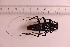  ( - CLV41741)  @11 [ ] CreativeCommons  Attribution Non-Commercial Share-Alike (2021) Carlos Lopez Vaamonde Institut National de la Recherche Agronomique, Zoologie Forestiere