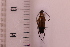  ( - CLV41748)  @11 [ ] CreativeCommons  Attribution Non-Commercial Share-Alike (2021) Carlos Lopez Vaamonde Institut National de la Recherche Agronomique, Zoologie Forestiere