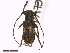  ( - CLV41998)  @11 [ ] CreativeCommons  Attribution Non-Commercial Share-Alike (2021) Carlos Lopez Vaamonde Institut National de la Recherche Agronomique, Zoologie Forestiere