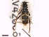  ( - CLV42006)  @11 [ ] CreativeCommons  Attribution Non-Commercial Share-Alike (2021) Carlos Lopez Vaamonde Institut National de la Recherche Agronomique, Zoologie Forestiere