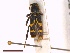  ( - CLV42015)  @11 [ ] CreativeCommons  Attribution Non-Commercial Share-Alike (2021) Carlos Lopez Vaamonde Institut National de la Recherche Agronomique, Zoologie Forestiere