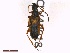  ( - CLV42018)  @11 [ ] CreativeCommons  Attribution Non-Commercial Share-Alike (2021) Carlos Lopez Vaamonde Institut National de la Recherche Agronomique, Zoologie Forestiere