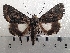  ( - CLV42234)  @11 [ ] CreativeCommons  Attribution Non-Commercial Share-Alike (2021) Carlos Lopez Vaamonde Institut National de la Recherche Agronomique, Zoologie Forestiere