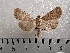  ( - CLV42239)  @11 [ ] CreativeCommons  Attribution Non-Commercial Share-Alike (2021) Carlos Lopez Vaamonde Institut National de la Recherche Agronomique, Zoologie Forestiere