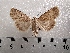  ( - CLV42240)  @11 [ ] CreativeCommons  Attribution Non-Commercial Share-Alike (2021) Carlos Lopez Vaamonde Institut National de la Recherche Agronomique, Zoologie Forestiere