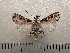  ( - CLV42257)  @11 [ ] CreativeCommons  Attribution Non-Commercial Share-Alike (2021) Carlos Lopez Vaamonde Institut National de la Recherche Agronomique, Zoologie Forestiere