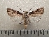  ( - CLV42258)  @11 [ ] CreativeCommons  Attribution Non-Commercial Share-Alike (2021) Carlos Lopez Vaamonde Institut National de la Recherche Agronomique, Zoologie Forestiere