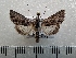  ( - CLV42267)  @11 [ ] CreativeCommons  Attribution Non-Commercial Share-Alike (2021) Carlos Lopez Vaamonde Institut National de la Recherche Agronomique, Zoologie Forestiere